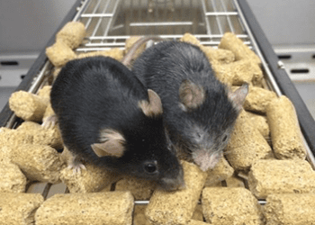 reverse cellular aging