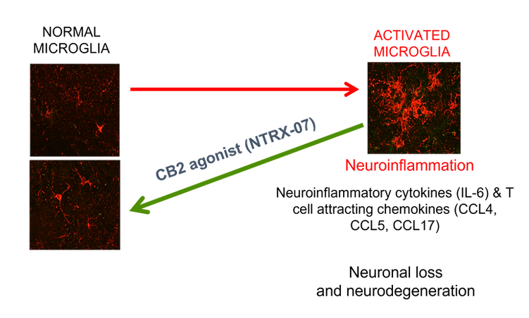 NeuroTherapia