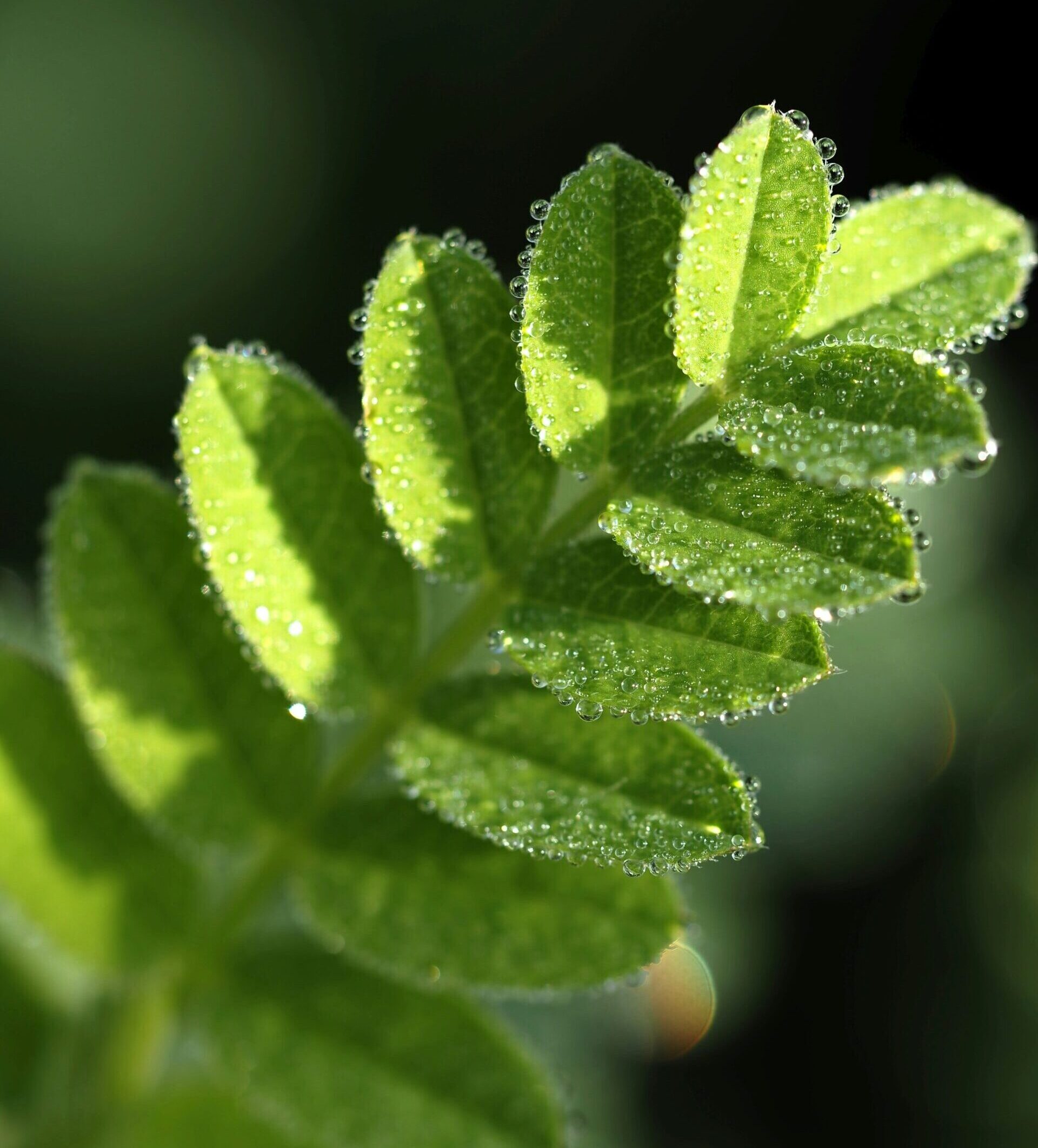 Astragalus Telomeres
