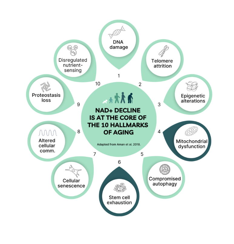 MetaShape Pharma NAD hallmarks of aging